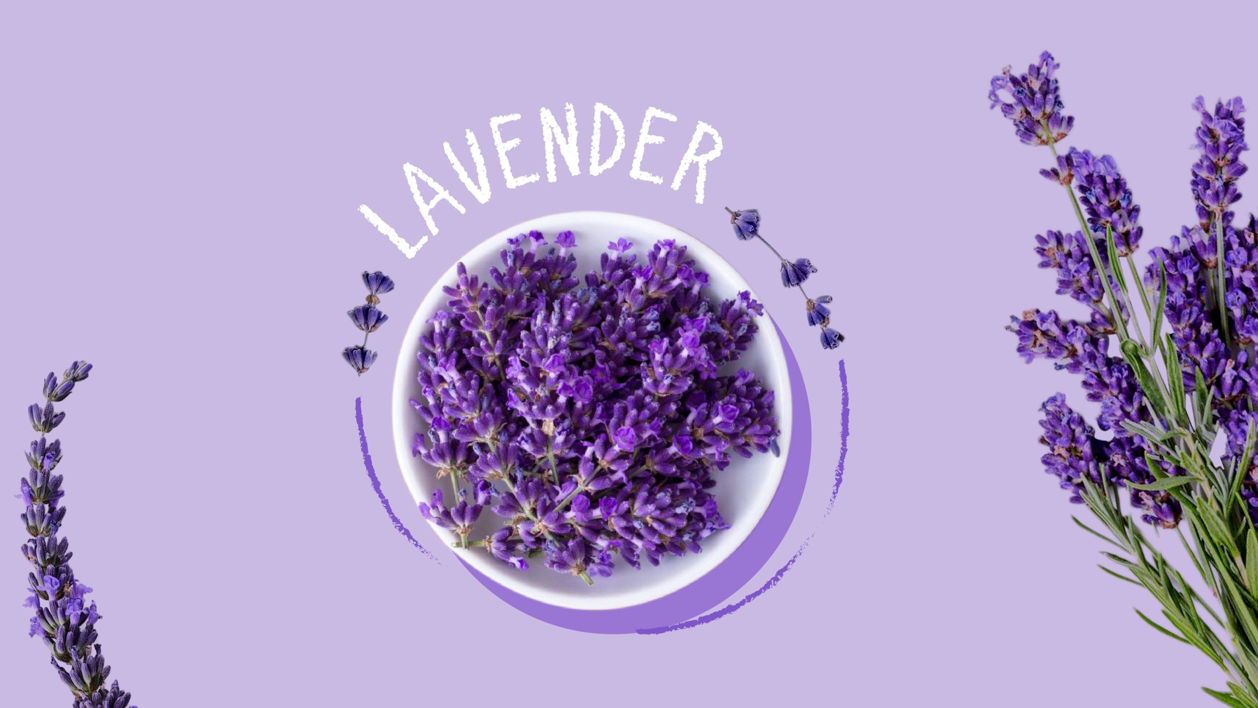 Lavender: Smell, benefits, uses (Unknown Lavender facts)