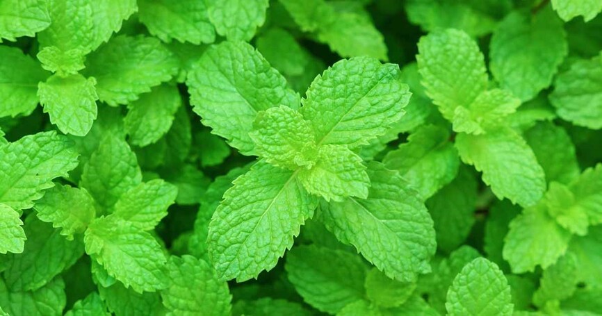 Pudina/Mint Leaves: Health Benefits Of Pudina Juice, Uses For Skin, Hair  And Side Effects
