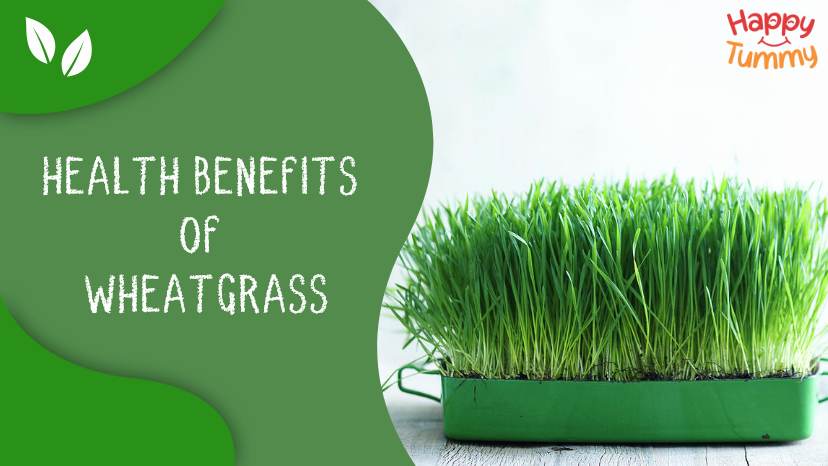 Wheatgrass: A Green Powerhouse for Health and Energy