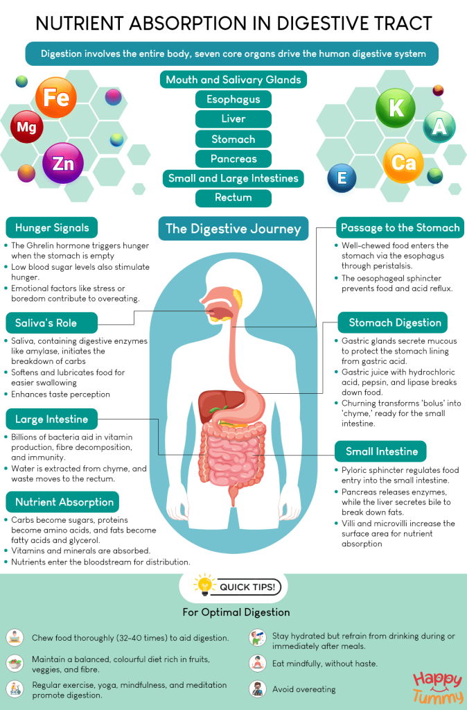 Nutrient Absorption in the Digestive Tract Infographic