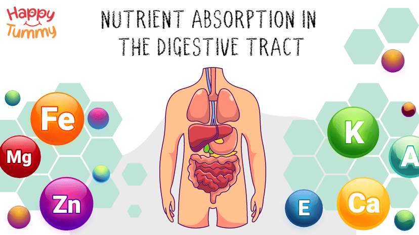 Human Digestive System and Nutrient Absorption in the Digestive Tract