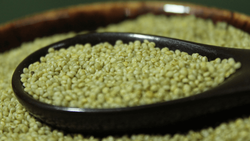 Brown top millet