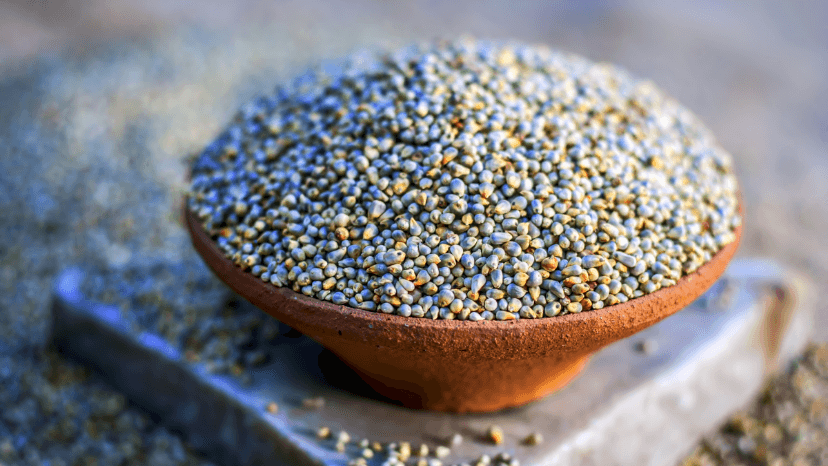 Pearl millet