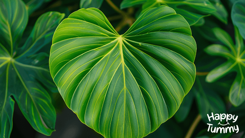 Colocasia leaves