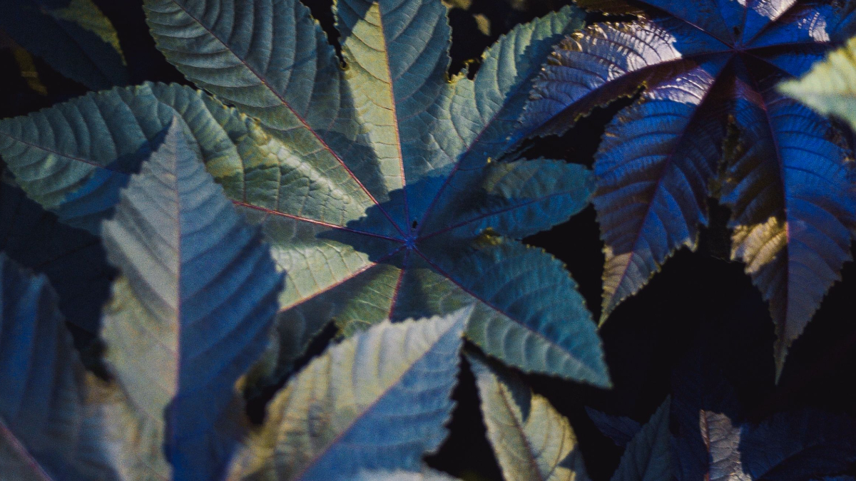 Castor Leaves: Why to Avoid Leaf Tea and Home Remedies