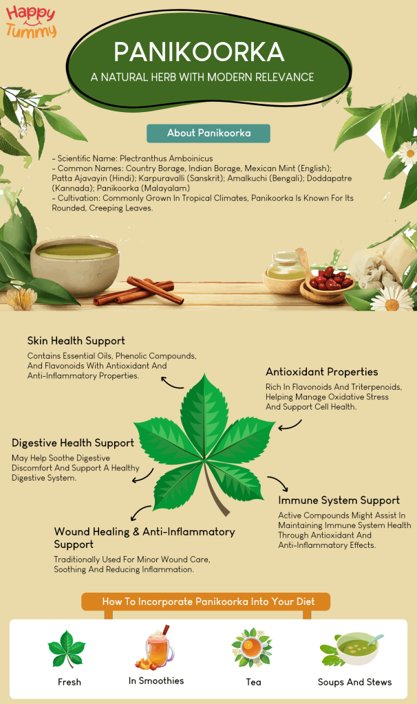 Unlocking the Wellness Potential of Panikoorka A Natural Herb with Modern Relevance