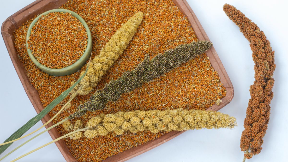 Which Millet Is Best? Comparing Bajra, Jowar, Ragi and More