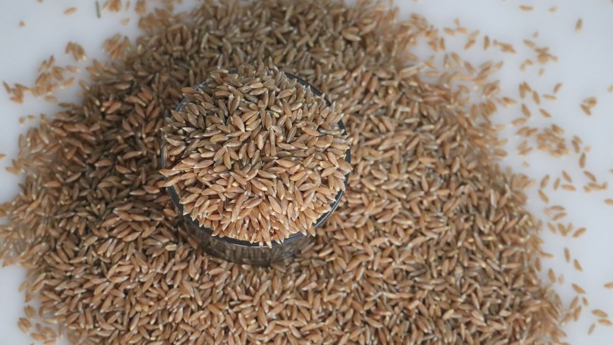 Khapli Wheat in India: How Emmer Disappeared...and Returned