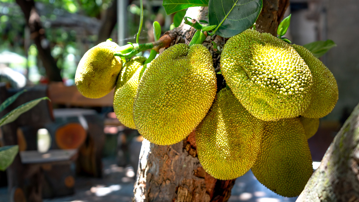 Kathal, Echor, Chakka: Raw vs Ripe Jackfruit for Your Gut