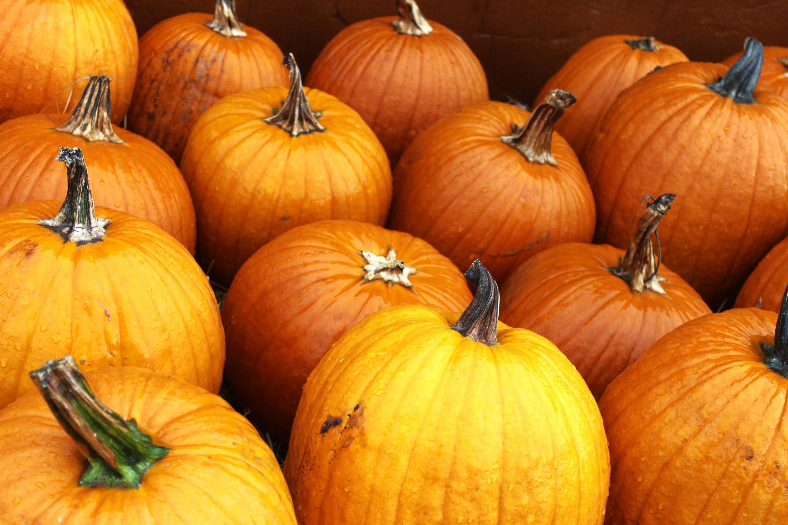 Fibre in Pumpkin vs Pumpkin Seeds: What Each Brings to the Plate